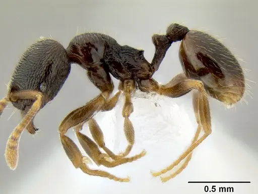 Stenamma huachucanum - CASENT0605647