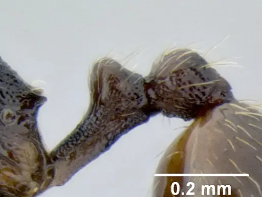 Stenamma huachucanum - CASENT0605647