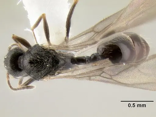 Stenamma huachucanum - CASENT0605659