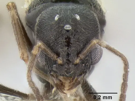 Stenamma huachucanum - CASENT0605659