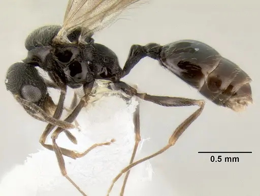 Stenamma huachucanum - CASENT0605659