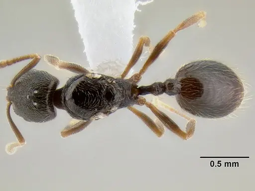 Stenamma huachucanum - CASENT0605667