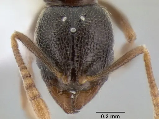 Stenamma huachucanum - CASENT0605667