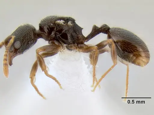 Stenamma huachucanum - CASENT0605667