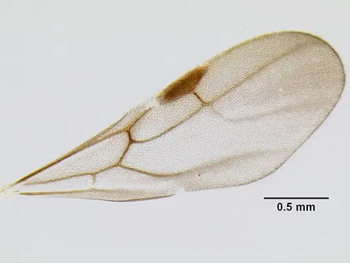 Stenamma huachucanum - CASENT0605667