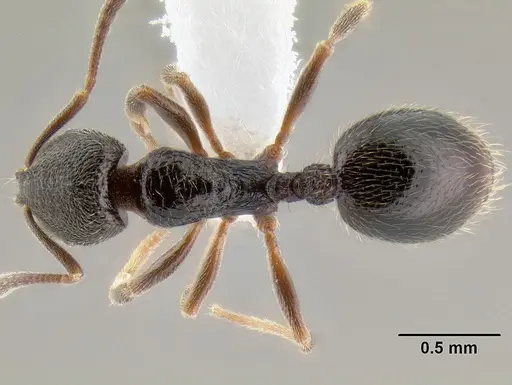 Stenamma huachucanum - CASENT0605744