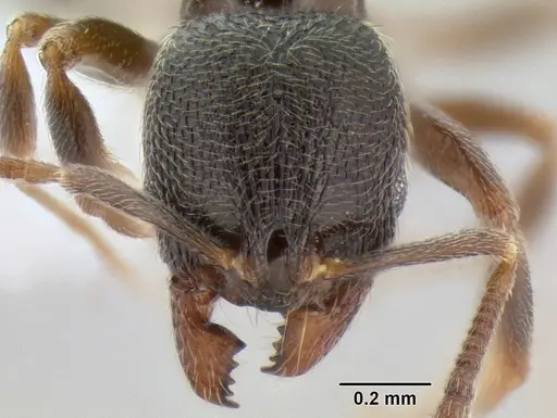 Stenamma huachucanum - CASENT0605744