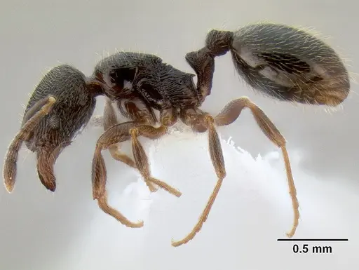 Stenamma huachucanum - CASENT0605744