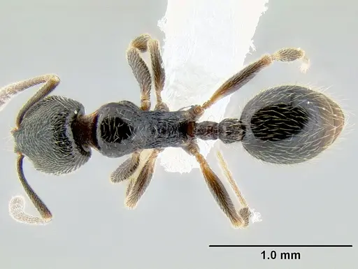 Stenamma huachucanum - CASENT0605749