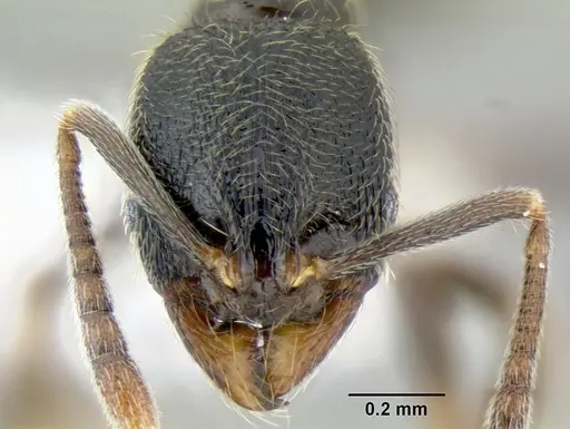 Stenamma huachucanum - CASENT0605749