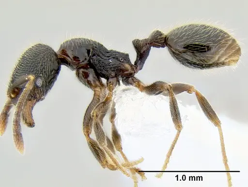 Stenamma huachucanum - CASENT0605749