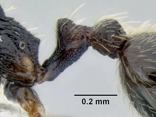 Stenamma huachucanum - CASENT0605749