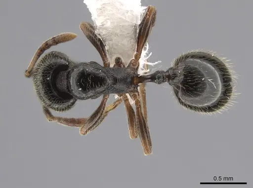 Stenamma huachucanum - CASENT0653944