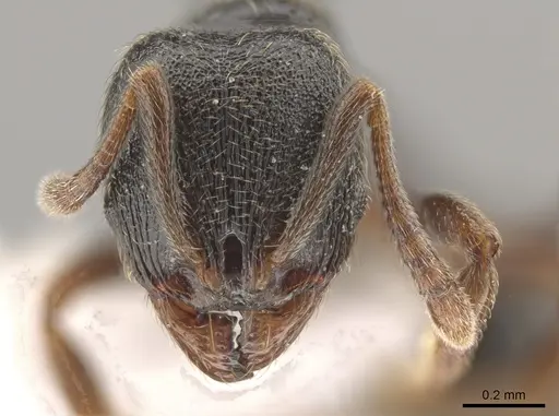 Stenamma huachucanum - CASENT0653944