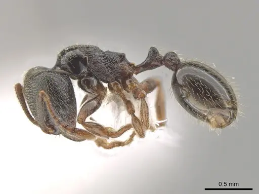 Stenamma huachucanum - CASENT0653944