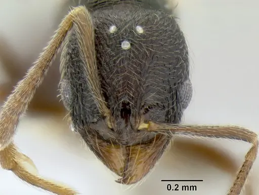 Stenamma ignotum specimen