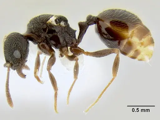 Stenamma ignotum specimen