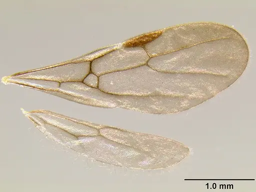 Stenamma ignotum - CASENT0600182