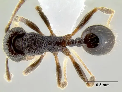 Stenamma ignotum - CASENT0603762