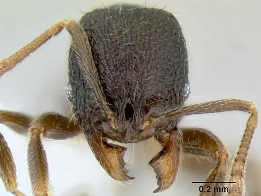 Stenamma ignotum - CASENT0603762