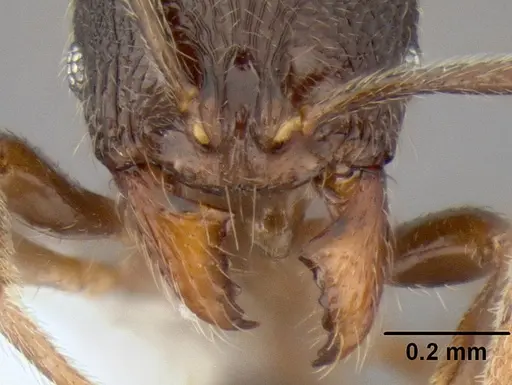 Stenamma ignotum - CASENT0603762