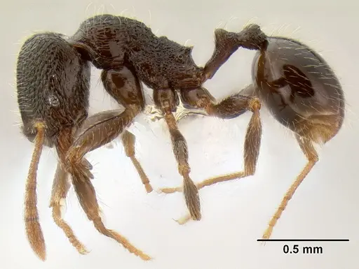 Stenamma ignotum - CASENT0603762