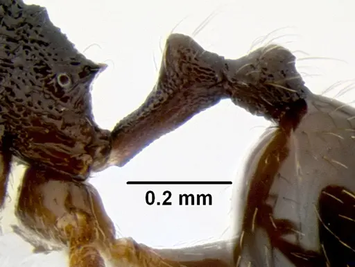 Stenamma ignotum - CASENT0603762