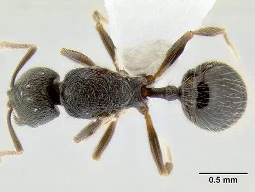 Stenamma ignotum - CASENT0603772