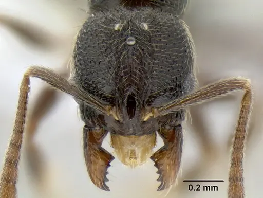 Stenamma ignotum - CASENT0603772