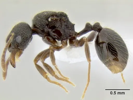 Stenamma ignotum - CASENT0603772