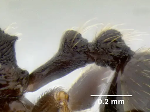 Stenamma ignotum - CASENT0603772