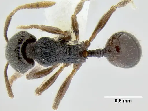 Stenamma ignotum - CASENT0604307