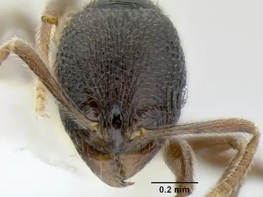 Stenamma ignotum - CASENT0604307