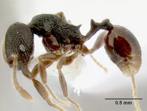 Stenamma ignotum - CASENT0604307