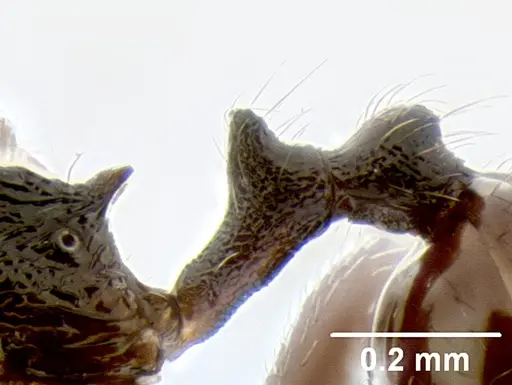 Stenamma ignotum - CASENT0604307