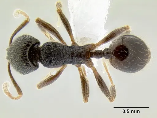 Stenamma ignotum - CASENT0604764