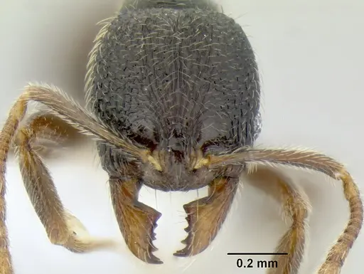 Stenamma ignotum - CASENT0604764