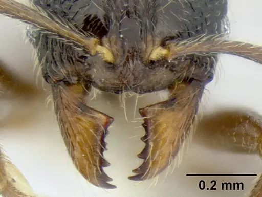 Stenamma ignotum - CASENT0604764