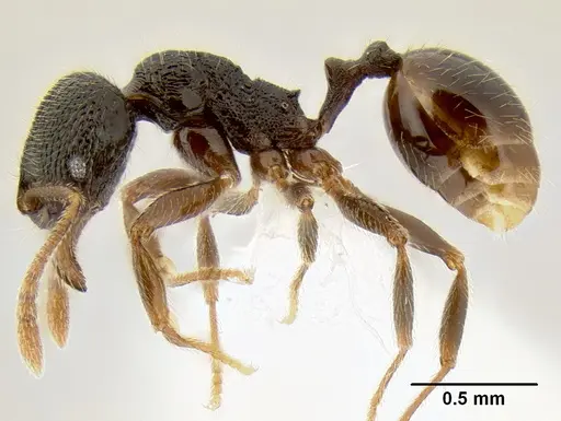 Stenamma ignotum - CASENT0604764