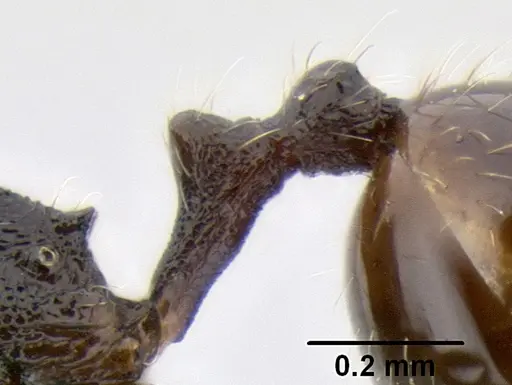 Stenamma ignotum - CASENT0604764