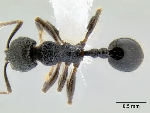 Stenamma ignotum - CASENT0604834