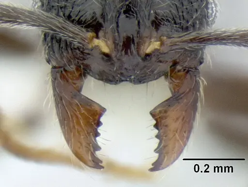 Stenamma ignotum - CASENT0604834