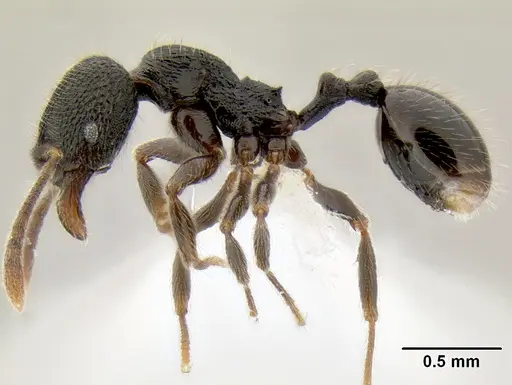 Stenamma ignotum - CASENT0604834