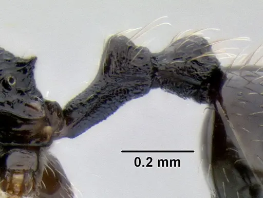 Stenamma ignotum - CASENT0604834