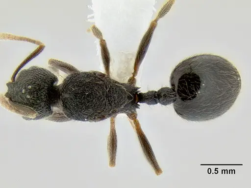 Stenamma ignotum - CASENT0605798