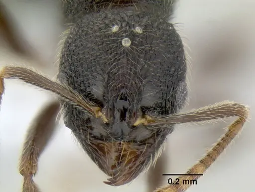 Stenamma ignotum - CASENT0605798