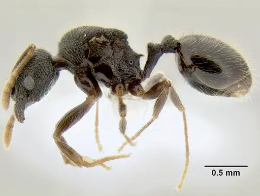 Stenamma ignotum - CASENT0605798