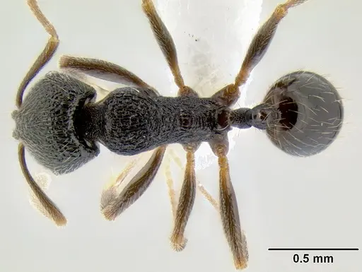 Stenamma ignotum - CASENT0605804