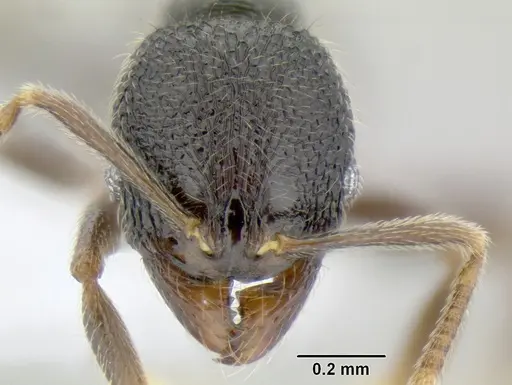 Stenamma ignotum - CASENT0605804