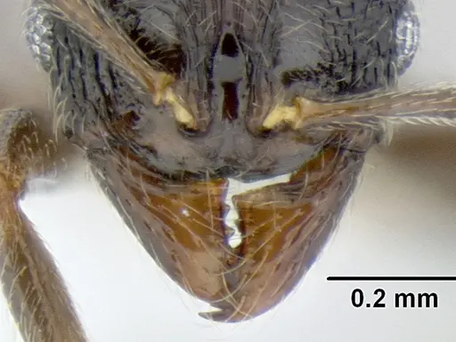 Stenamma ignotum - CASENT0605804